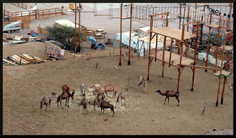 Farma wielbłądów